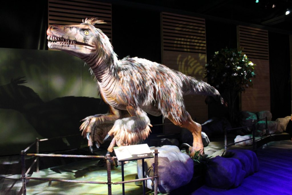 Utahraptor at Witte Museum Dinosaurs, "Predators vs. Prey" | San Antonio Charter Moms