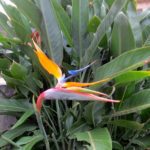 Bird of Paradise - Holidays in Bloom at the San Antonio Botanical Garden | San Antonio Charter Moms
