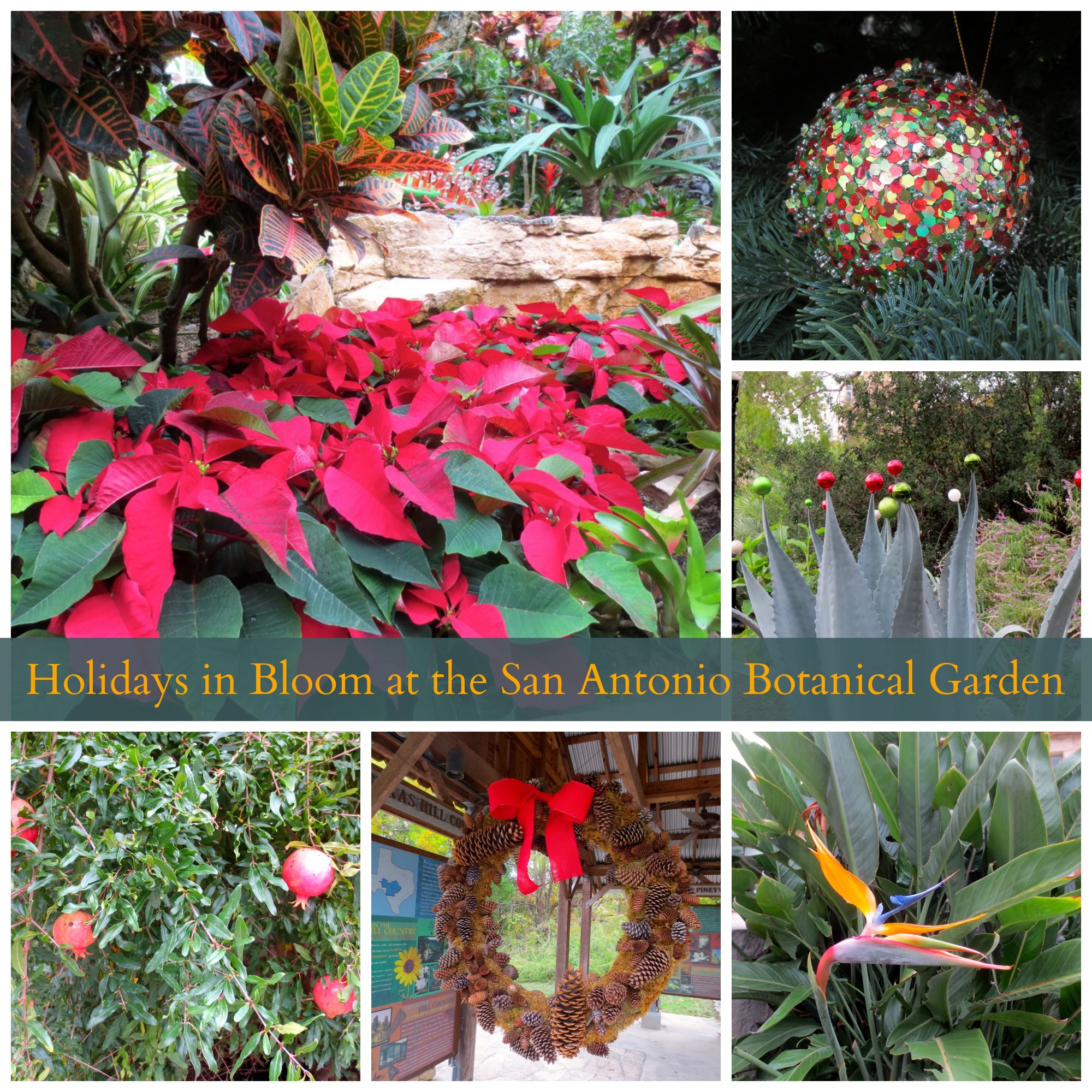 Holidays in Bloom at the San Antonio Botanical Garden | San Antonio Charter Moms
