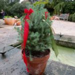 Mini-tree with burlap bows - Holidays in Bloom at the San Antonio Botanical Garden | San Antonio Charter Moms