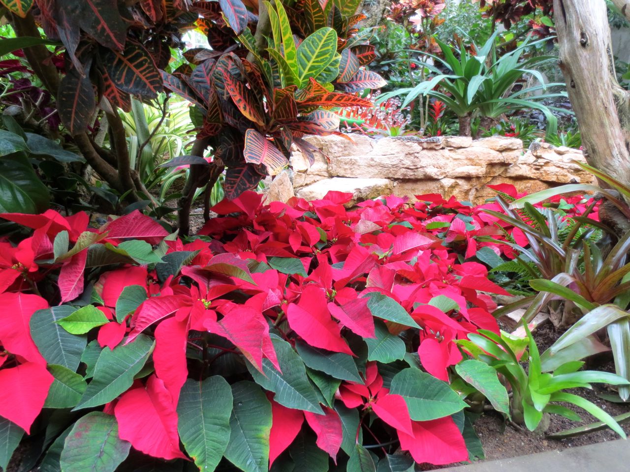 Poinsettias in the conservatory - Holidays in Bloom at the San Antonio Botanical Garden | San Antonio Charter Moms