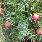Pomegranate tree - Holidays in Bloom at the San Antonio Botanical Garden | San Antonio Charter Moms