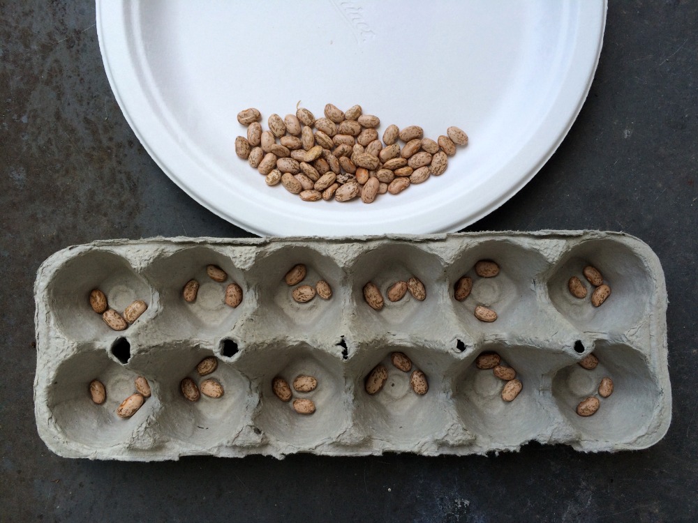 Practice division using beans in an egg carton | San Antonio Charter Moms