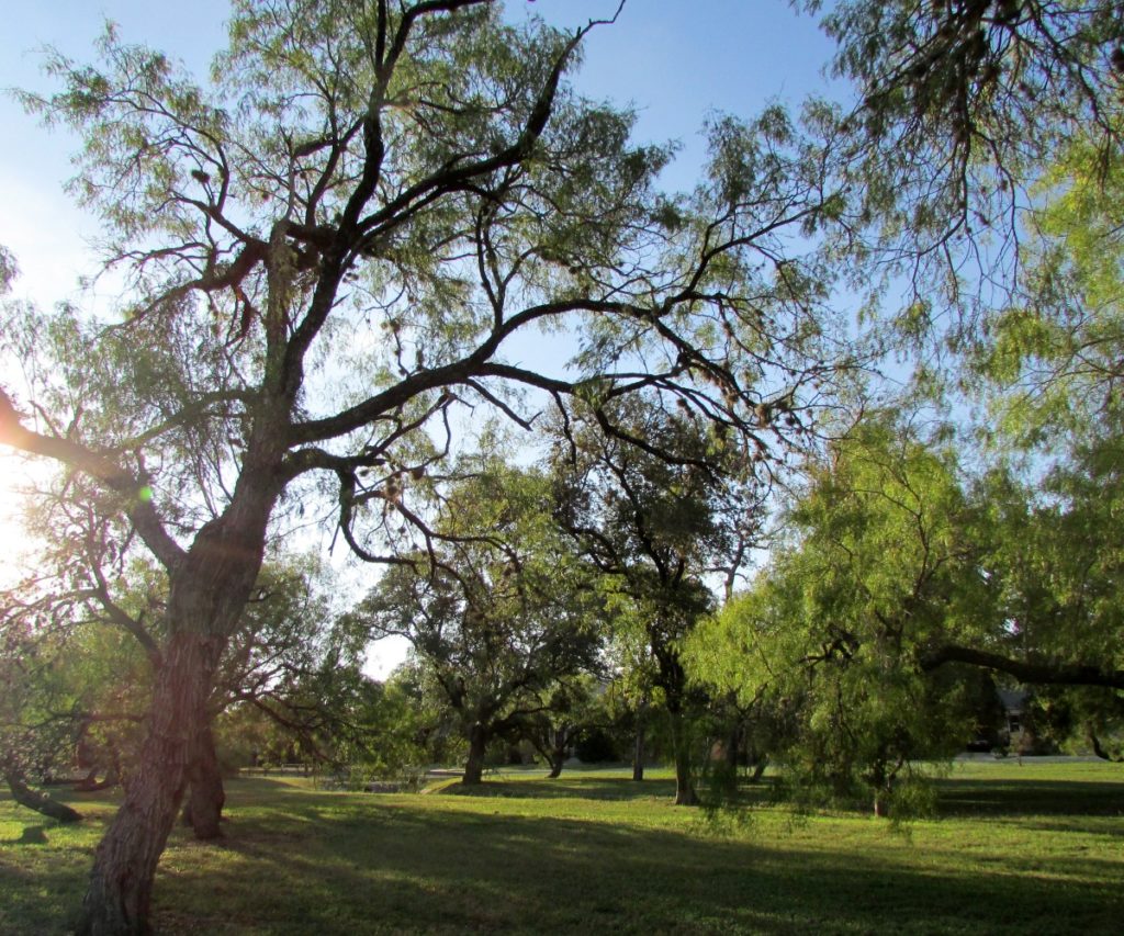 Mahncke Park, San Antonio, Texas 