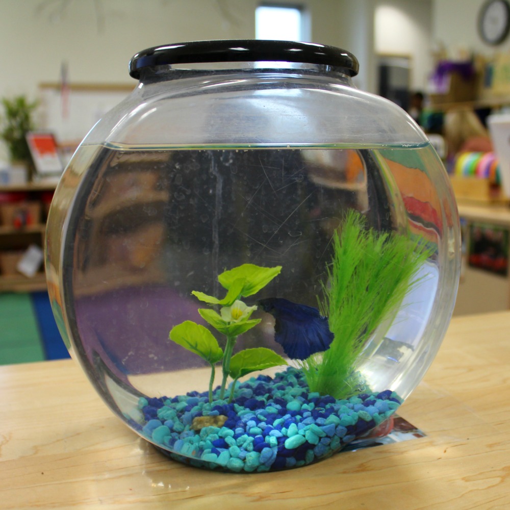 Classroom fish at Pre K 4 SA South Education Center | San Antonio Charter Moms