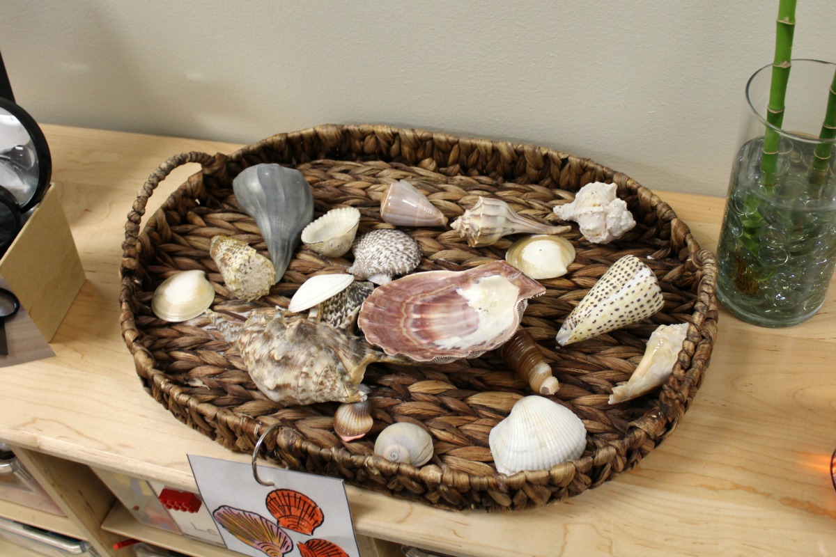 Natural shells as play materials at Pre K 4 SA South Education Center | San Antonio Charter Moms