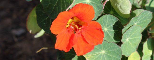 Edible nasturtium flower in the culinary garden at the expanded San Antonio Botanical Garden | San Antonio Charter Moms