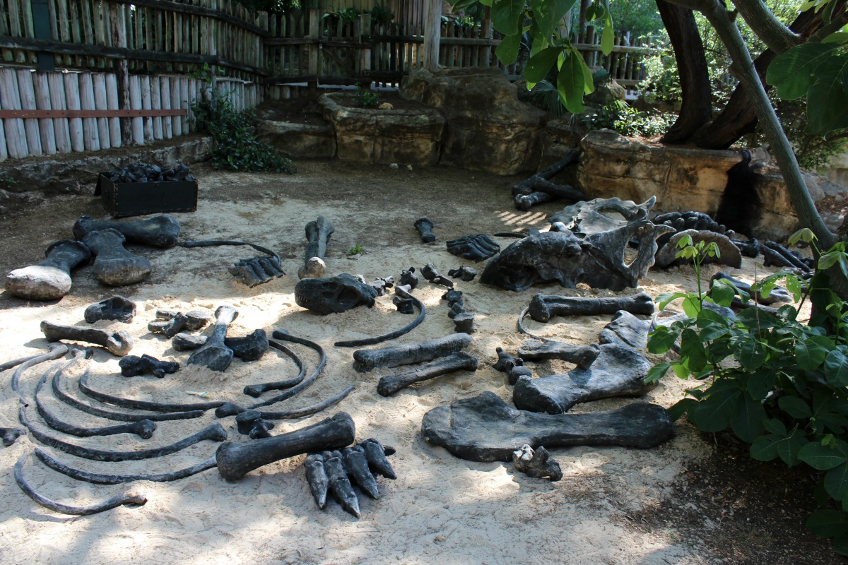 Excavation site at Zoorassic Park at the San Antonio Zoo | San Antonio Charter Moms