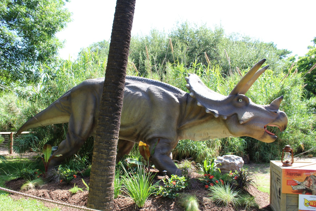 Triceratops at Zoorassic Park at the San Antonio Zoo | San Antonio Charter Moms