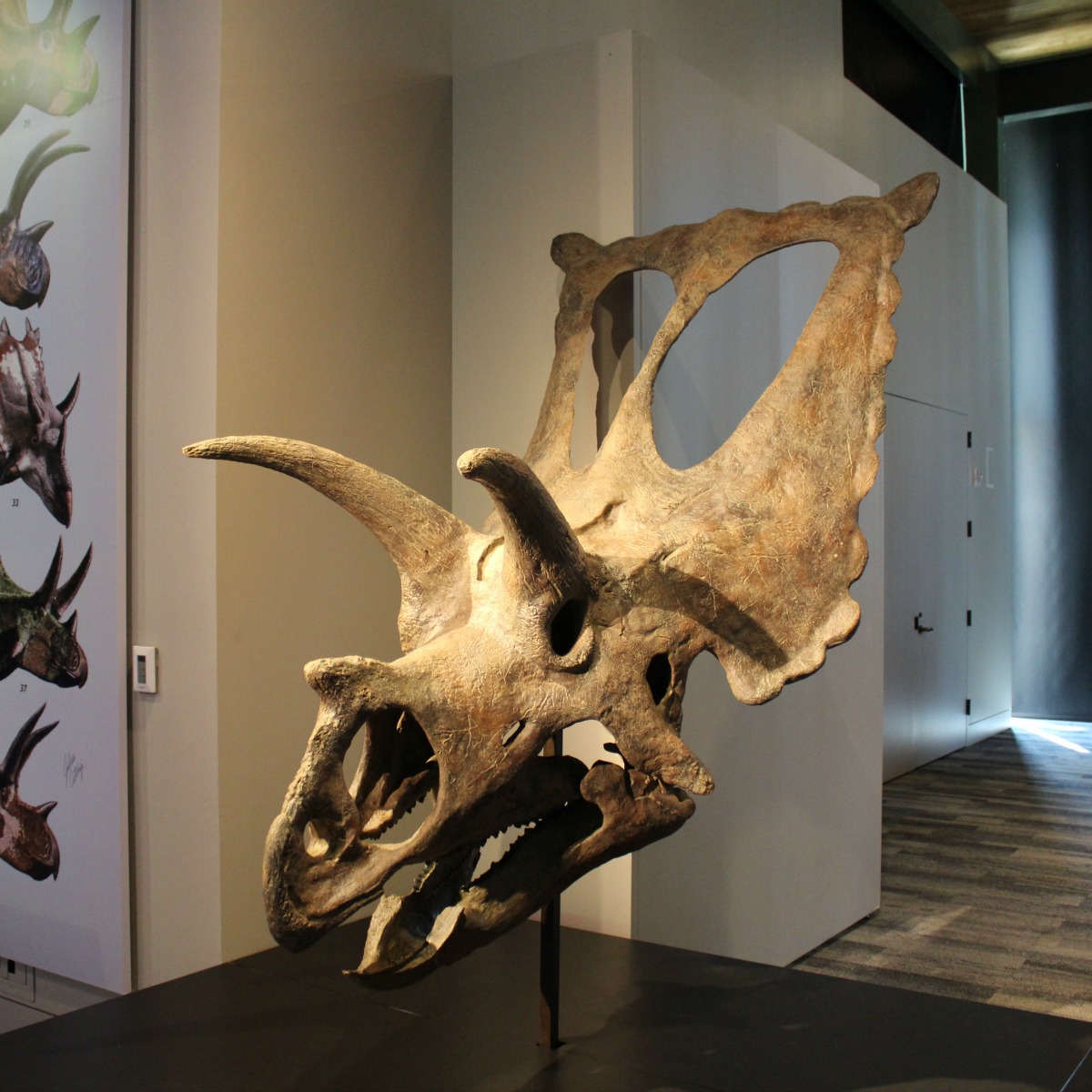 Bravoceratops skull at Witte Museum Dinosaurs, "Predators vs. Prey" | San Antonio Charter Moms