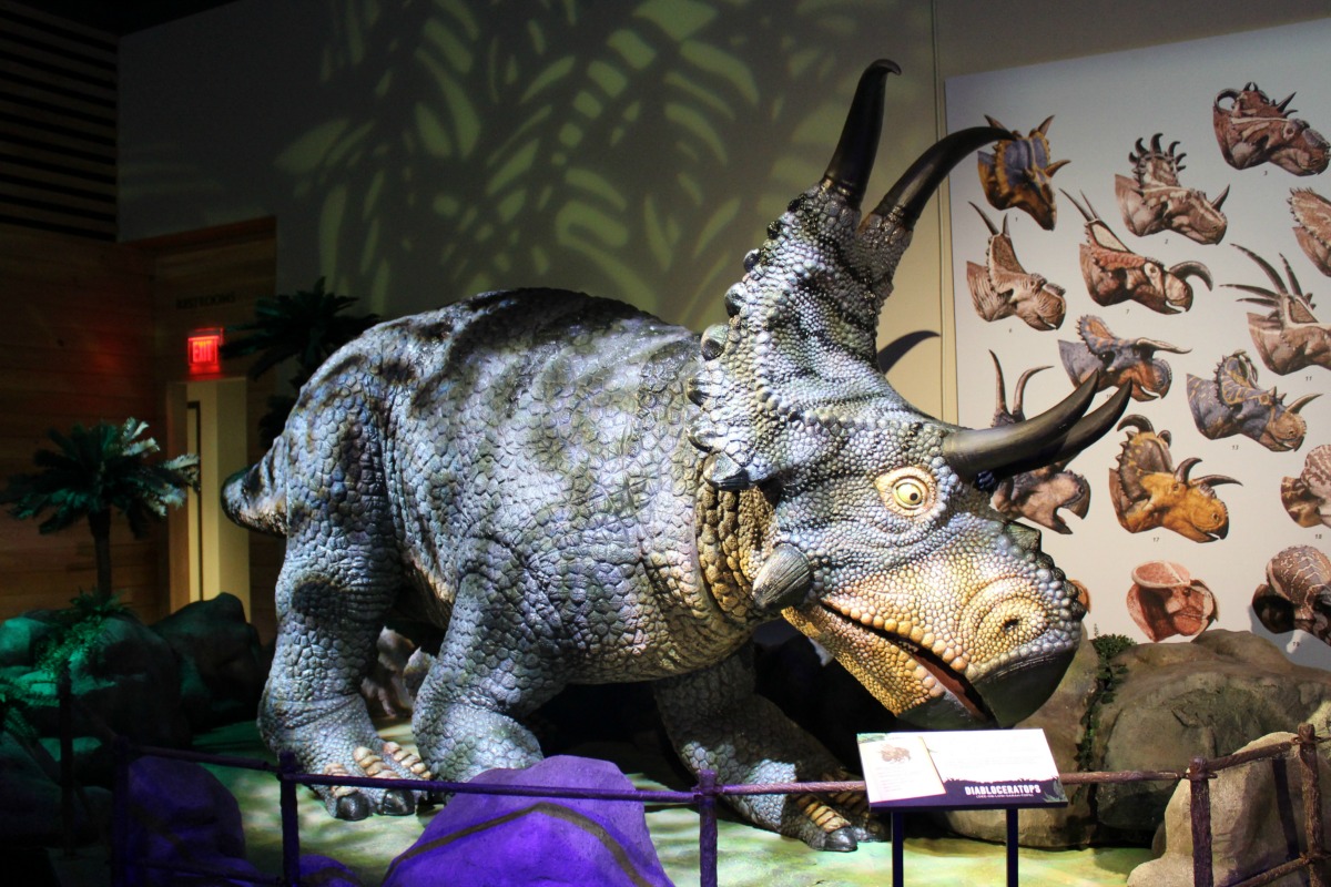 Diabloceratops at Witte Museum Dinosaurs, "Predators vs. Prey" | San Antonio Charter Moms