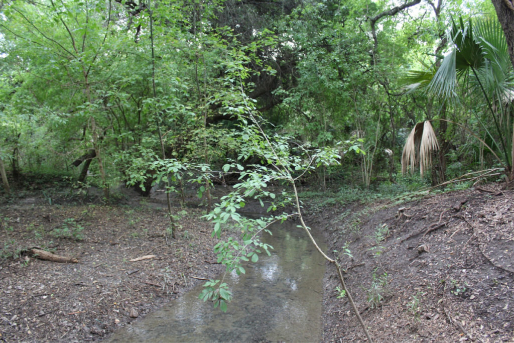 Riverbed of the San Antonio River downstream of the Blue Hole, San Antonio Springs | San Antonio Charter Moms
