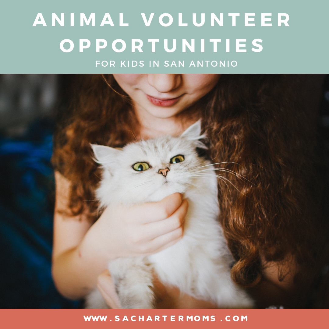 animal-volunteer-opportunities-san-antonio-kids