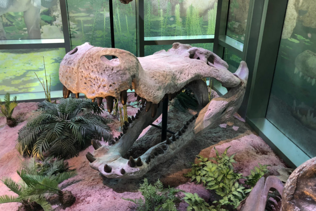 San Antonio Children's Museum and Science Center Reciprocal Membership Benefits - Deinosuchus skull at the Witte Museum | San Antonio Charter Moms
