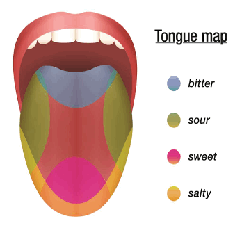 taste buds tongue map of flavors sweet salty bitter sour umami