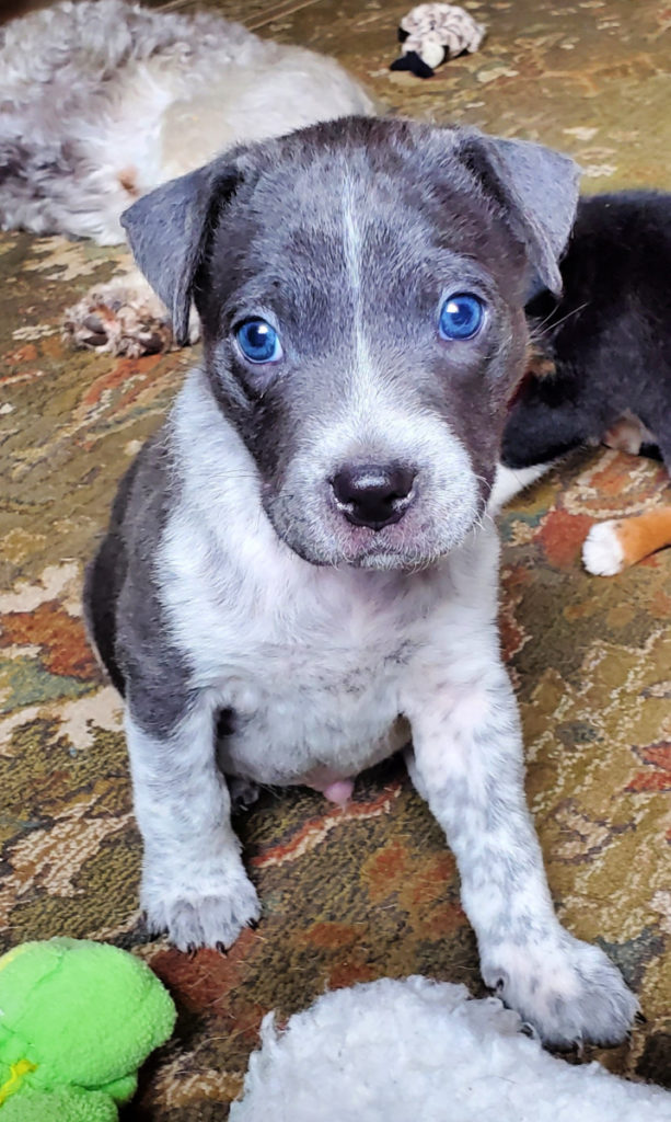 blue eye puppy fostering dogs