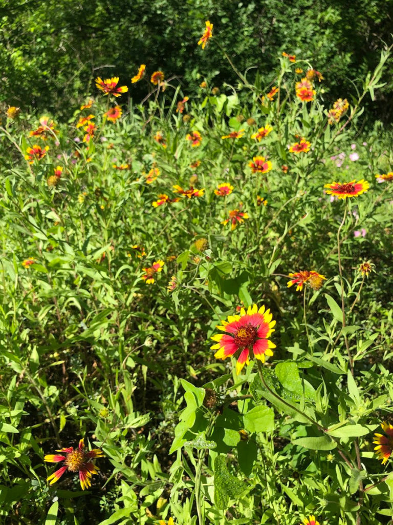 greenway trails wildflowers blanket flower salado creek san antonio parks and recreation