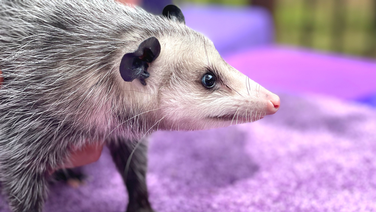 Once in a Wild opossum