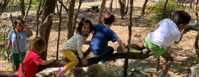 climbing trees JOY Holistic Education play based learning