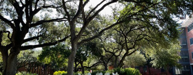 Trinity University lawn