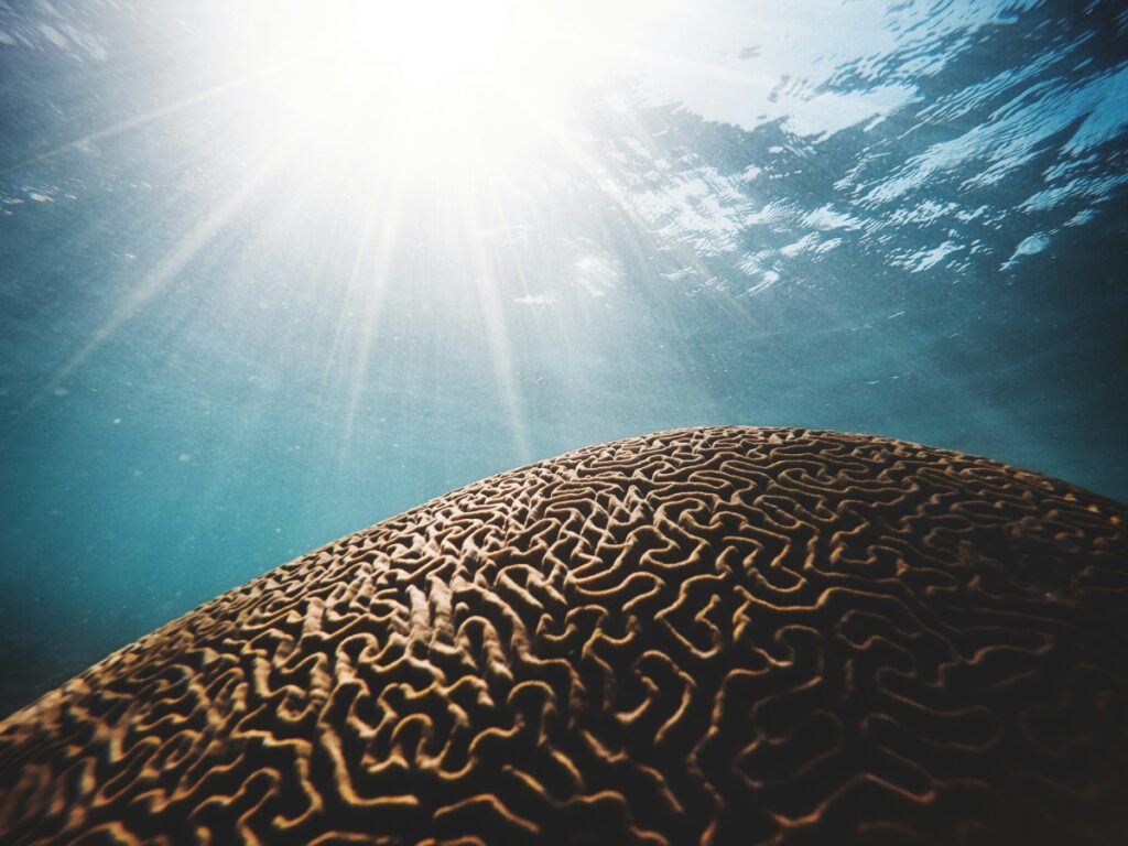 brain coral